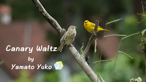 Canary Waltz